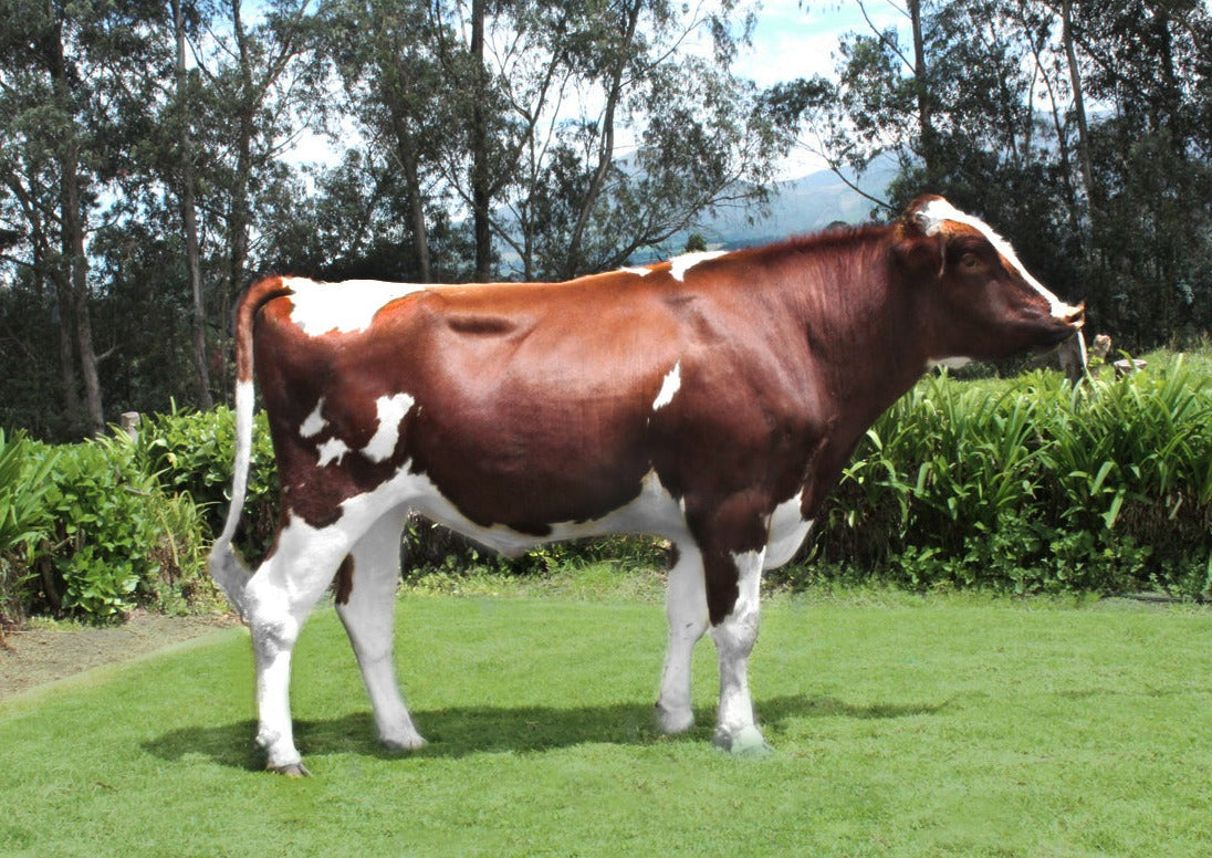 Rancho Chico Capote-Red 74