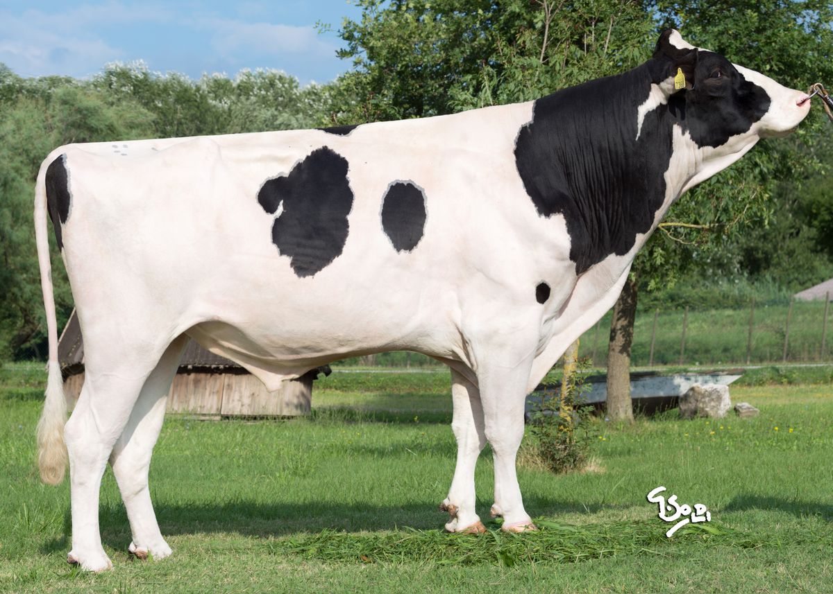 Ciro Agricola Cosmogold