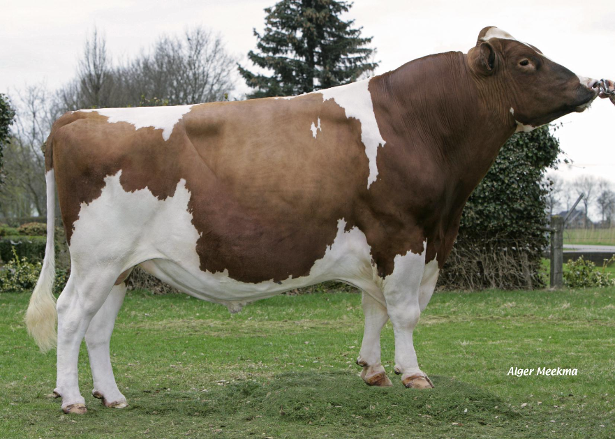 Aalshorst Pleasure CD